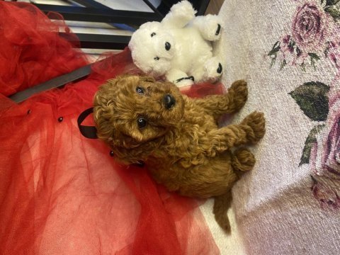 Toy poodle yavrularımız