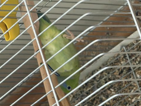 1.5 aylık forpus papağanı yavruları