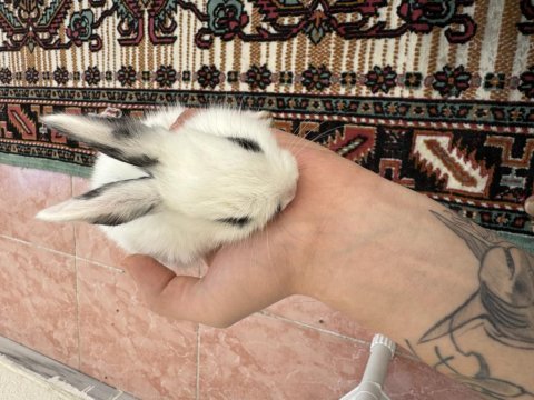 Yavru tavşan çocuklar sahiplendirme