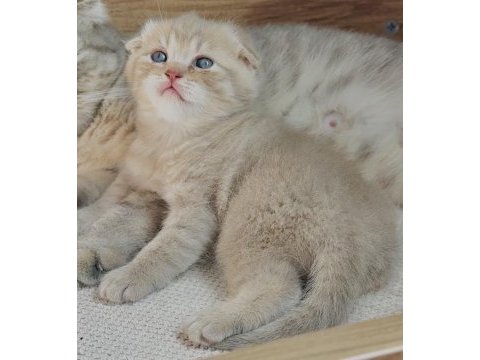 Dünya tatlısı erkek yavru scottish fold