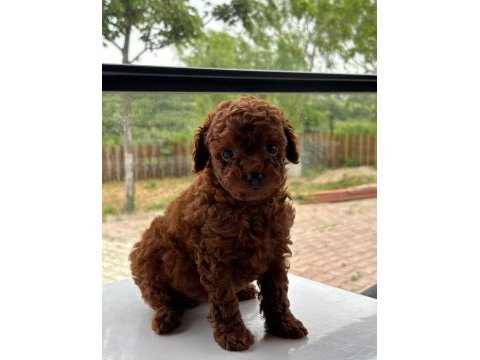 Aşılı ve eğitimli erkek red toy poodle