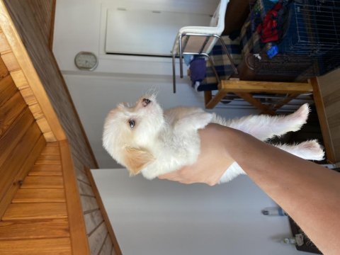 A kalite maltipoo bebek