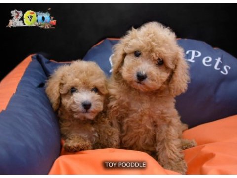 Toy poodle bebeklerimiz ailelerini bekliyor