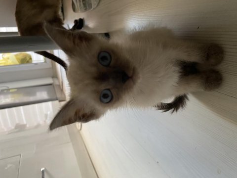 British blue erkek yavrumuz