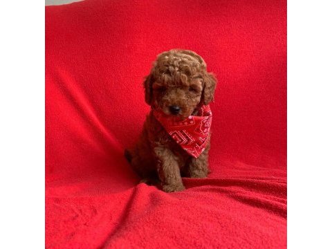 Safkan toy poodle yavrularımız