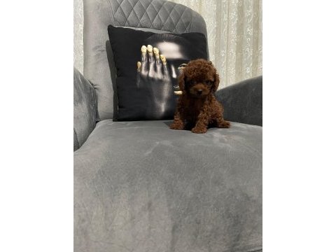 Kore poodle ırkının en iyisi teacup