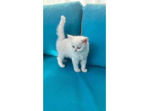 5 şirin yavru kedimiz yeni sahiplerini bekliyor