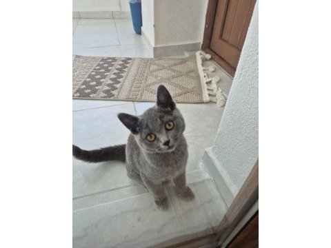 British shorthair erkek 4 aylık