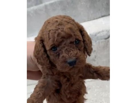 Red brown poodle yavrular