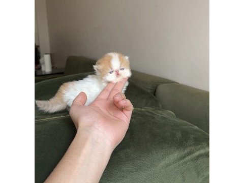 Exotic shorthair show snoopy dişi bebek