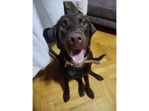 10 aylık temel eğitimleri almış yavrumuz ucretsiz labrador