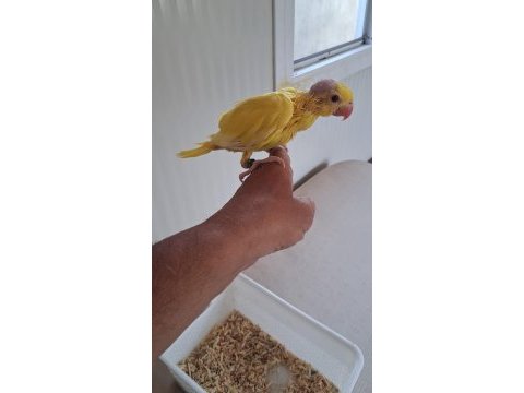 El besleme son bebek pakistan papağanı