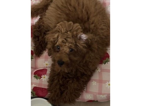4 aylık efsane toy poodle tüm aşıları yapılmış