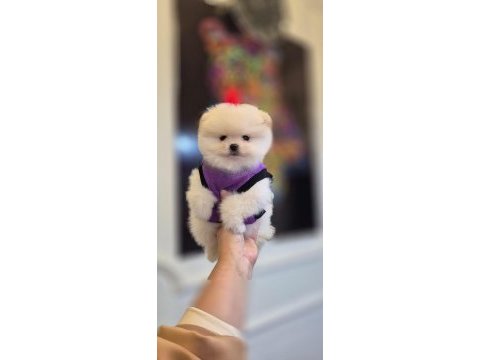 Teacup pomeranian boo dişi erkek yavrular