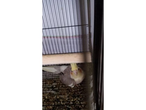 Garanti takım sultan papağanı