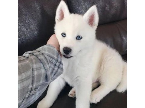 A kalite mavi gözlü beyaz husky sibirya kurdu orjinal