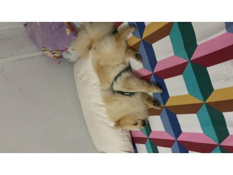 5 aylık pomeranian boo