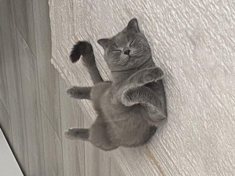 1 yaşında aşıları tam dişi british shorthair
