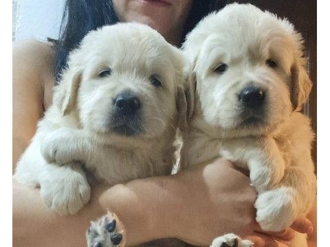 Golden retriever yavrular istenirse kapınıza teslim