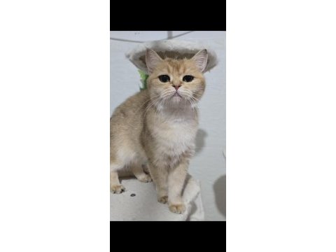 Kısırlaştırma şartıyla british shorthair sahiplendirilecek
