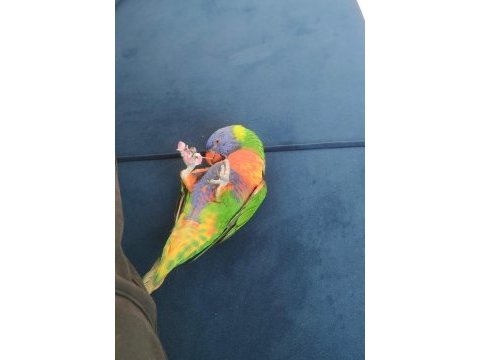 Lori papağanı iki yaşında