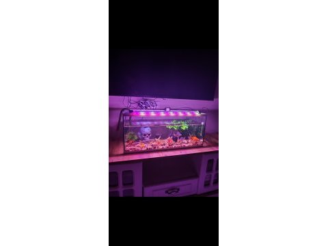 Japon balığı ve oranda büyükte var japon avuç kadar