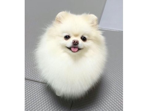 Ayı surat pomeranian