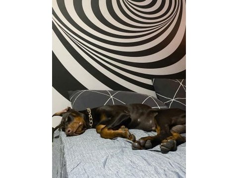 Şampiyon yavrusu 3 aylık dişi doberman