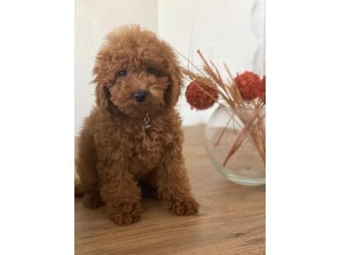 Orjinal toy poodle mia