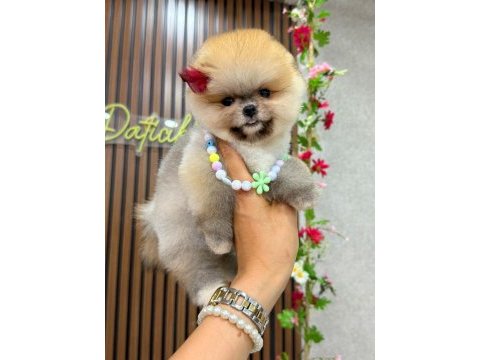 Dişi ve erkek pomeranian yavrular