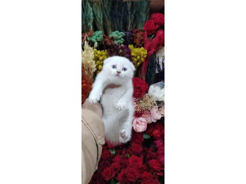 Sağlık ırk garantili scottish fold bebekler