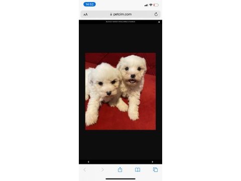 Maltese terrier yavru