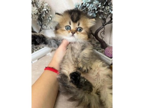 British longhair ny25 erkek