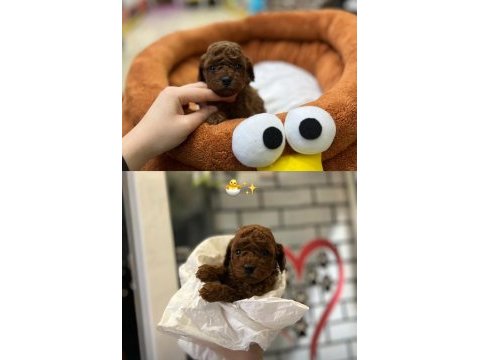 Toy poodle bebekler