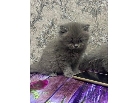 2 aylık british shorthair erkek dişi yavrular