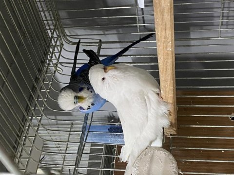 Jumbo çift a kalite muhabbet kuşlar
