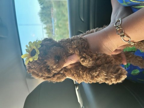 Toy poodle yavru