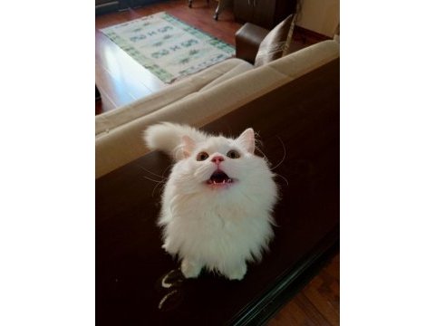 9 aylık kar beyazı british longhair oğlum