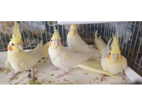 Lutino cinsi sultan papağanı 2 aylık