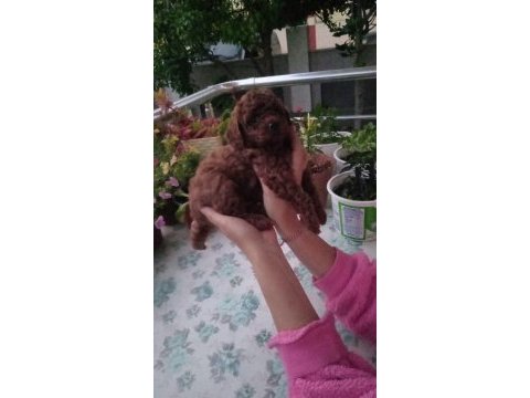 Çok tatlı erkek teacup poodle yavrusu