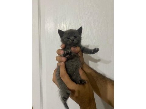 Tatlış british shorthair yavrular sahiplerini bekliyor