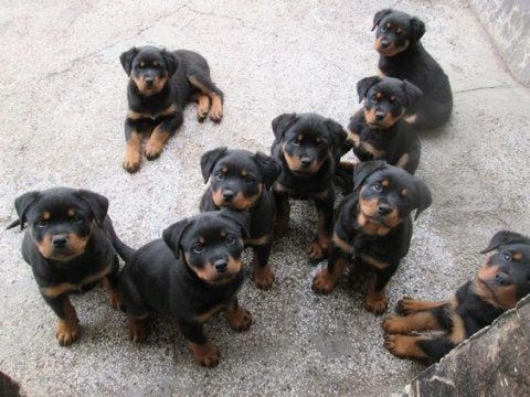 Rottweiler yavrularımız evinizin neşesi olacaktır