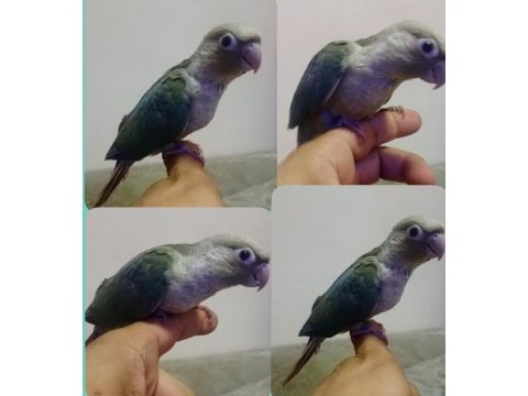 El besleme konur bebek