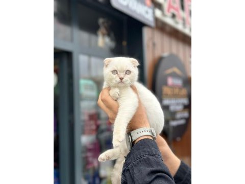 Sevimli scottish fold bebekler
