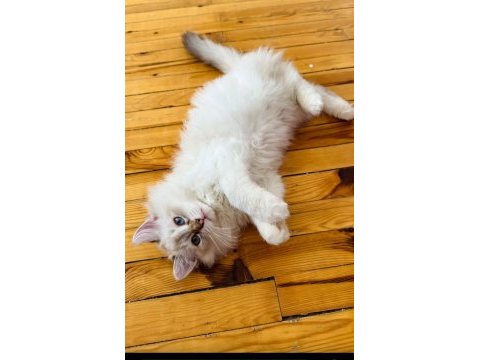 British longhair arayanlara