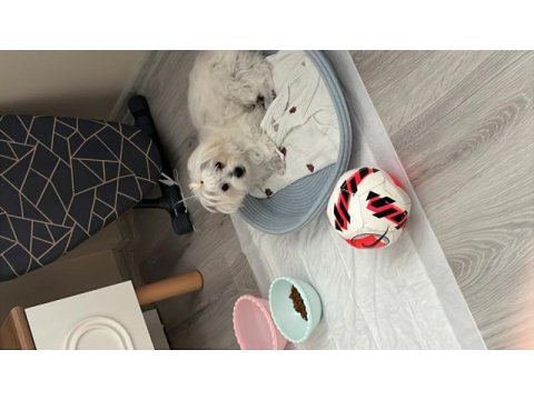 Acil satılık maltipoo