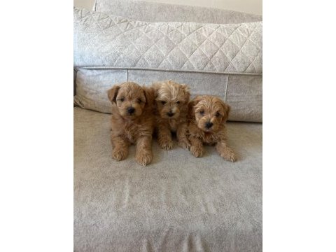 Teacup maltipoo köpekler