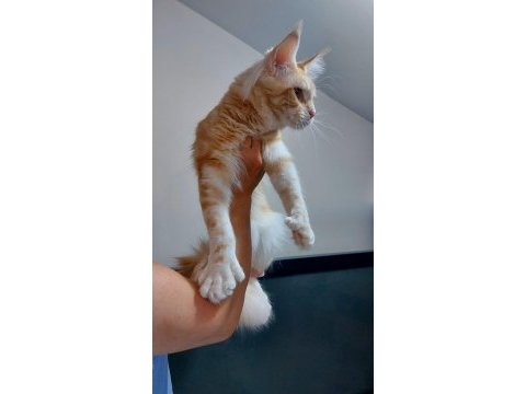 Üst kaliteli maine coon erkek polydactyl silver red
