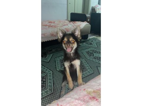 Chihuahua cinsi büyümeyen