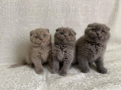 Safkan biblo güzelliğinde scottish fold